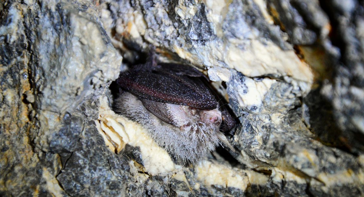 Niektoré druhy netopierov, na fotografii (rod Myotis), uprednostňujú pred volným zavesením na strope podzemia štrbiny či iné otvory v skale
